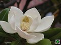 thn_NZ leden-unor 2006 047.jpg